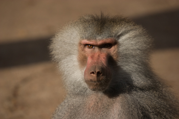 Ein Pavian mit dunklem Gesicht und Gesäß, der auf einem Felsen sitzt.