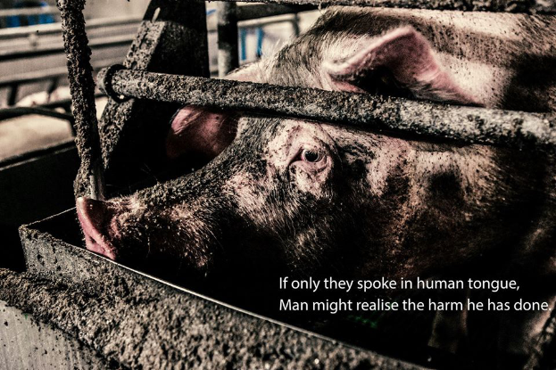 Ein Schwein in einem Metallkäfig mit einer Inschrift, die lautet: "Wenn sie nur in menschlicher Zunge sprechen würden, könnte der Mensch den Schaden erkennen, den er angerichtet hat."