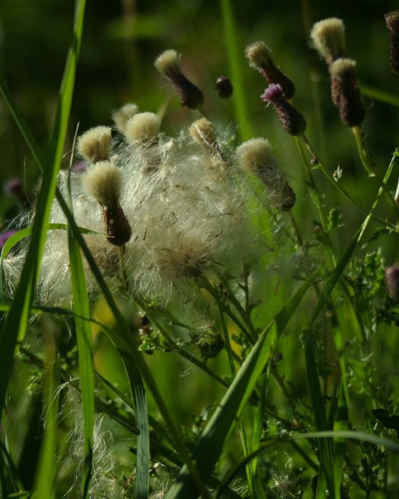 Ein grasbewachsenes Feld mit verschiedenen Pflanzen unter einem klaren Himmel, wahrscheinlich auf einem Bauernhof während des Tages aufgenommen.