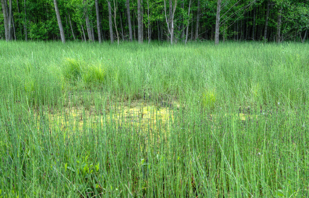 Landwirtschaftlicher Hof mit Bäumen oben im Bild.