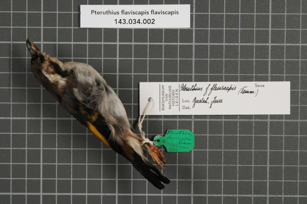 Ein toter Pteruthius flaviscapis-Vogel hängt an einer Wand mit einem daran befestigten Identifikationsschild.