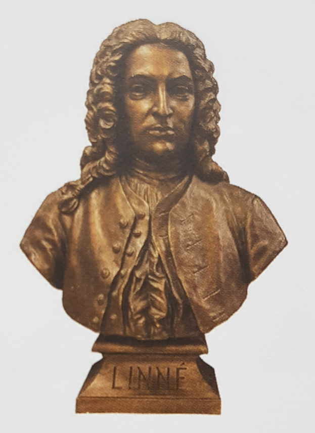 Eine Bronzebüste eines Mannes mit lockigen Haaren, der mutmaßlich der französische Komponist Linne ist, vor einem weißen Hintergrund.