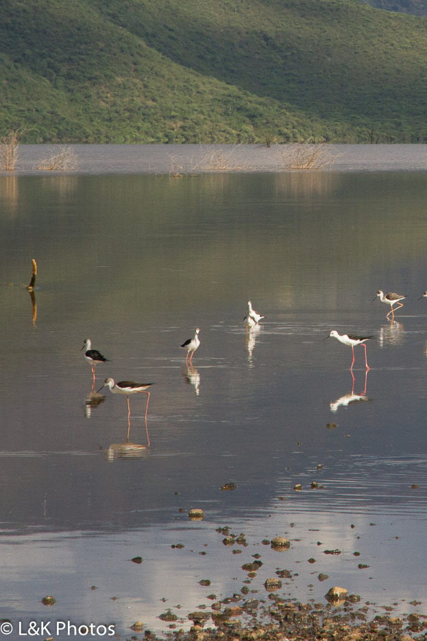 Gruppe von Schwarzflügelstelzen im See mit Bäumen und Hügeln im Hintergrund, Text unten.