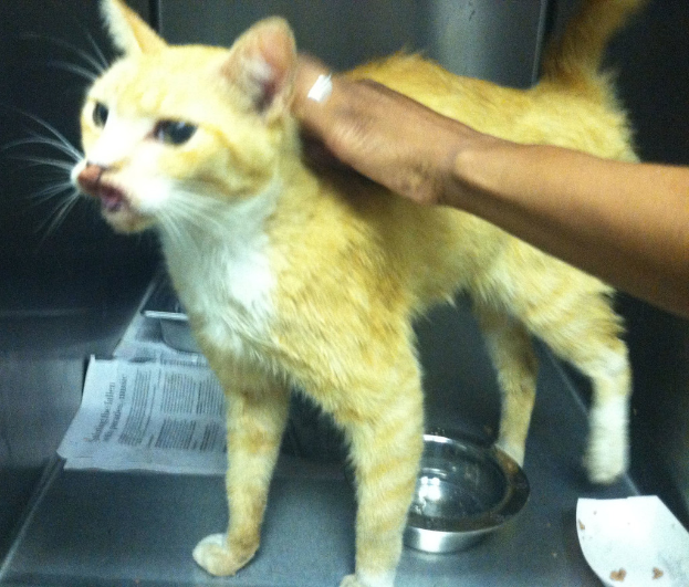 Eine Katze sitzt auf einem Tisch mit einer Zeitung und zwei Schüsseln, während eine Person Hand auf der Katze ruht.