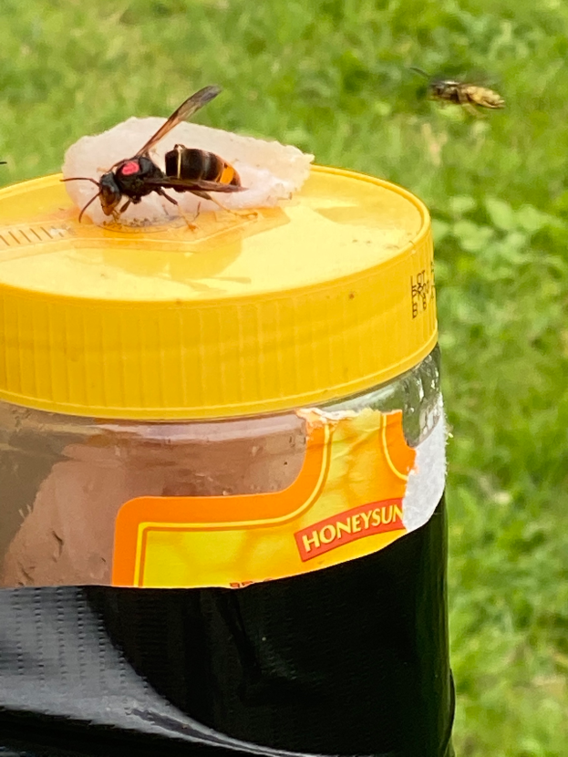 Ein Honigglas mit gelbem Deckel und einer Biene darauf, das auf einem schwarzen Müllcontainer steht, mit einer grünen Wiese im Hintergrund.