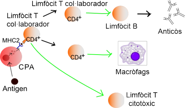 Eine Abbildung einer Zelle mit einem grünen Pfeil nach links und einem roten Pfeil nach rechts, die die Mechanismen einer Lymphozyt-Kooperations-Krebszelle veranschaulicht.