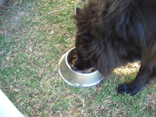 Ein schwarzer Hund isst Futter aus einer Schüssel auf einer Wiese.