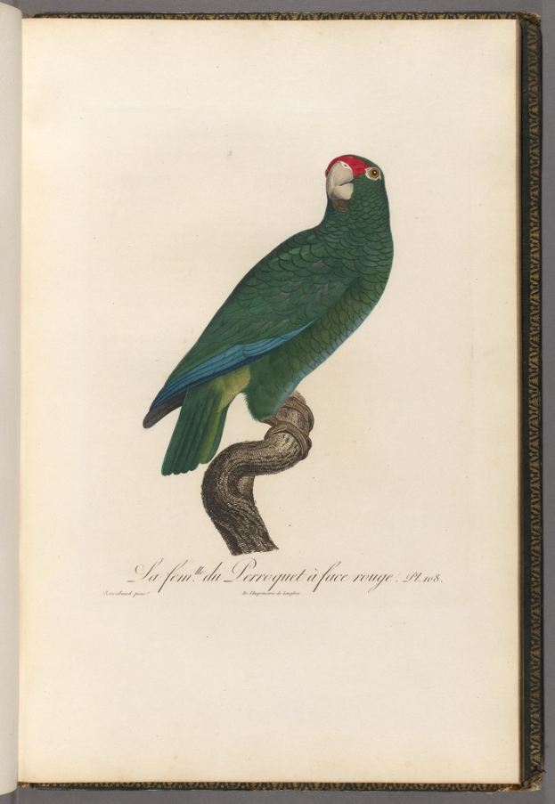 Ein Buch auf einem Tisch mit einer Illustration eines Papageis, der auf einer Straße steht und eine Inschrift am unteren Rand der Seite.