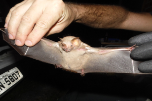 Eine Person mit Handschuhen, die einen Schläger hält, vor einem Fahrzeug mit Nummernschild im Hintergrund.