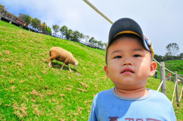 Ein Schaf grast auf der linken Seite des Bildes, während ein Junge in einem T-Shirt und einer Mütze auf der rechten Seite in seine Richtung schaut, mit Bäumen und Himmel im Hintergrund.