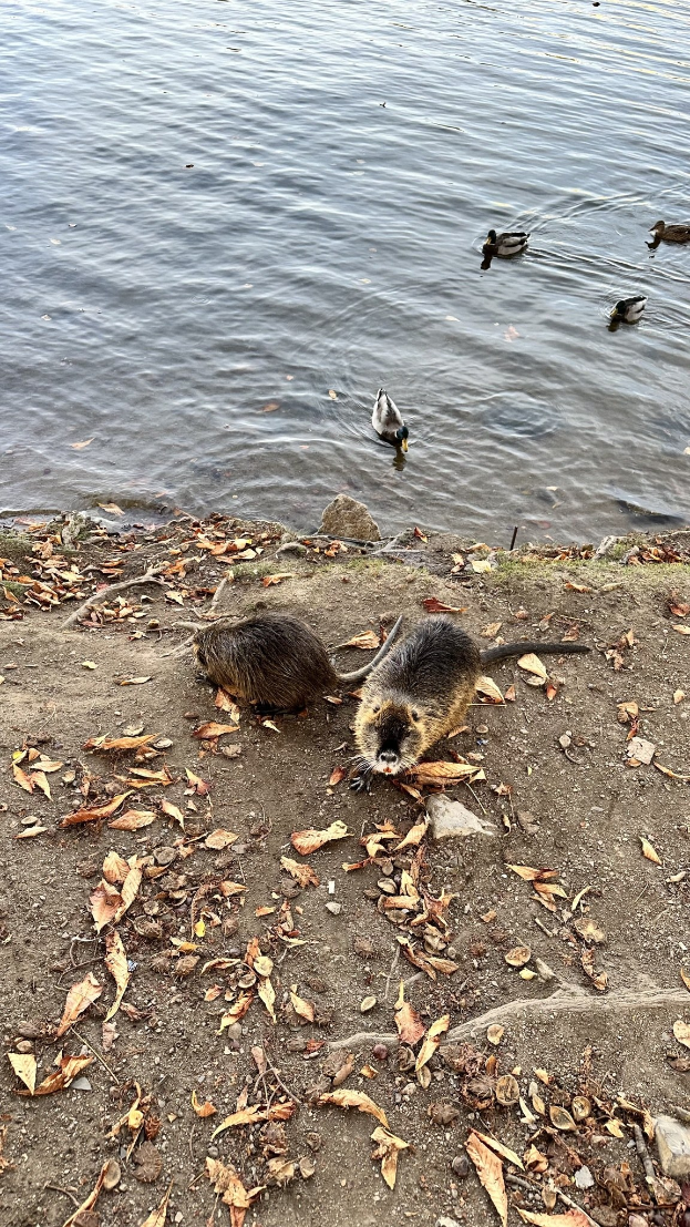 Zwei Biber auf einem mit Laub bedeckten Ufer mit Enten, die in einem See schwimmen, umgeben von Bäumen.