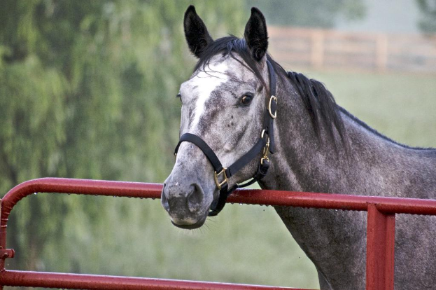 Ein Pferd steht hinter einem Zaun auf der rechten Seite einer Graslandschaft, mit ein paar Bäumen auf der linken Seite.