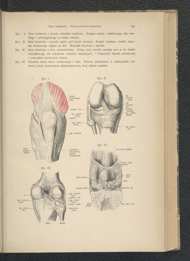 Offenes Buch mit Knie-Anatomie-Diagramm auf schwarzer Oberfläche, mit zusätzlichen Bildern von menschlichen Körperteilen und Text.