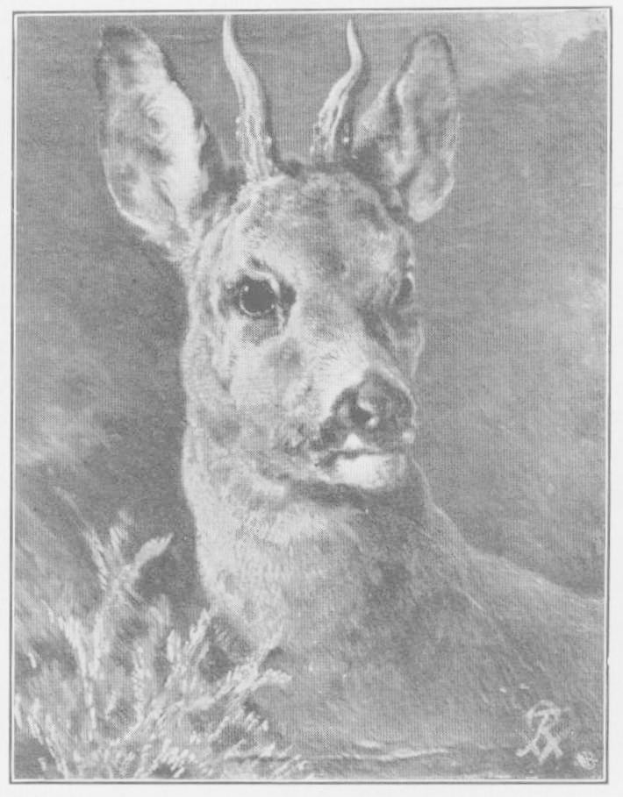 Eine detaillierte Schwarz-Weiß-Zeichnung eines Rehs mit markanten Geweih und wachsamer Miene, das in einem Feld steht, mit Text unten.