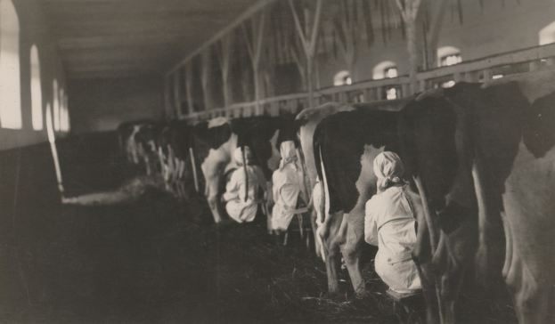 Ein Schwarz-Weiß-Foto einer Gruppe von Menschen, die Kühe in einem Stall melken, die auf dem Gras vor den Kühen sitzen, mit Fenstern auf der linken Seite des Bildes.