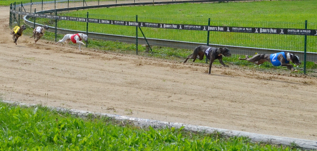 Windhunde rennen auf einer von einem Zaun umgebenen Schotterstrecke mit Bannern, umgeben von grünem Gras und Pflanzen.