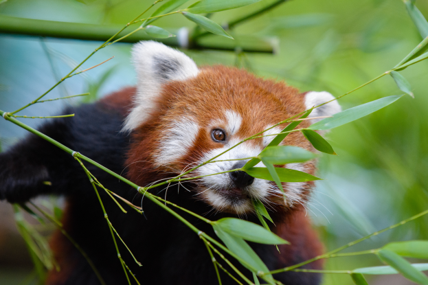 Ein roter Panda frisst Bambus in einem Zoo, umgeben von grünen Blättern, mit einem unscharfen Hintergrund.