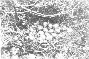 Schwarz-weiß-Foto eines Vogelnests in der Mitte des Bildes, umgeben von Zweigen, mit ein paar Früchten in der Nähe.