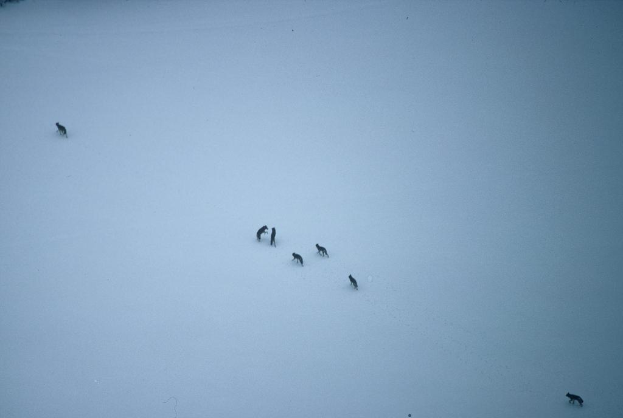 Eine schneebedeckte Landschaft mit Wölfen in der Mitte, einem unten rechts und einem oben links.