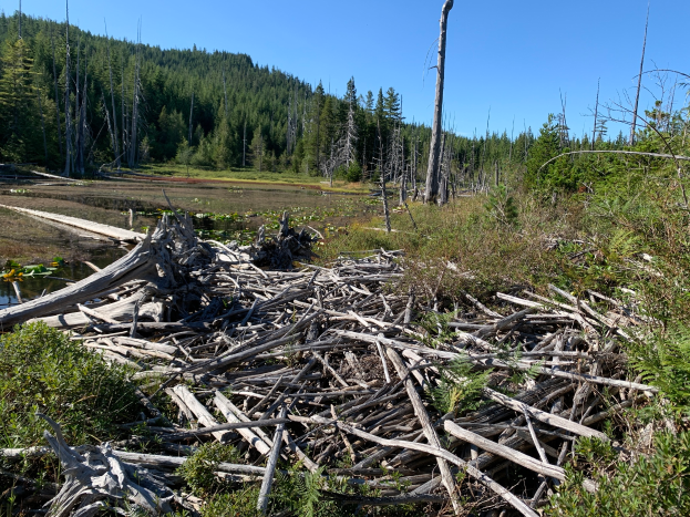 Ein Biberdamm in einem Wald, umgeben von Bäumen, Pflanzen, Gras und Wasser, mit ein paar Holzstöcken drumherum und dem Himmel im Hintergrund.