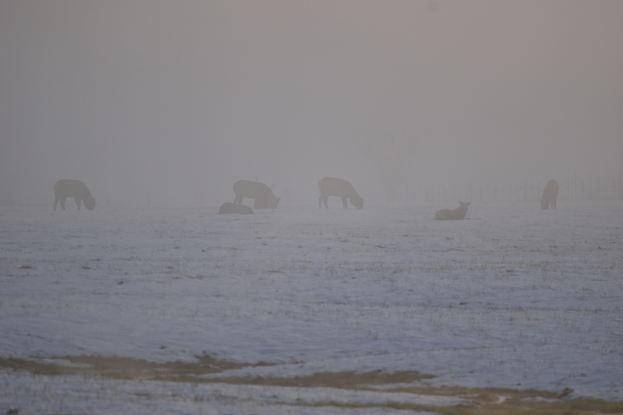 Eine Herde von Pferden, die auf einem schneebedeckten Feld grasen, mit einem Zaun im Hintergrund und einem klaren Himmel darüber.