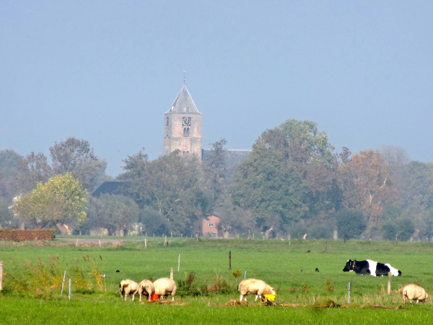 Kühe grasen auf einer grünen Wiese mit einer Kirche, Bäumen und einem blauen Himmel im Hintergrund.