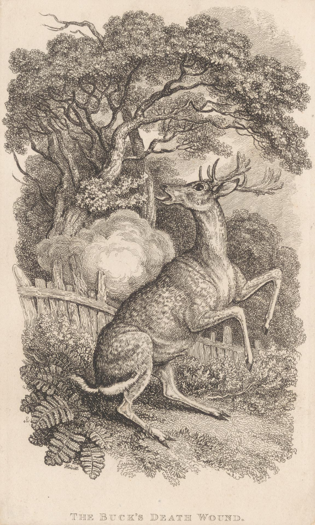 Gravur eines Rehs, das in einem bewaldeten Gebiet mit Bäumen, Pflanzen und einem Zaun steht, mit der Beschriftung "Die Todesspur des Hirschs" unten.