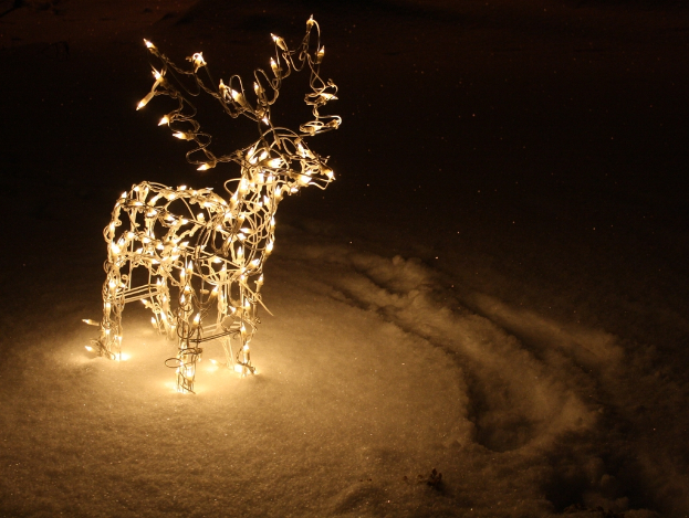 Ein helles Reh steht auf einem Weg mit dunklem Hintergrund.