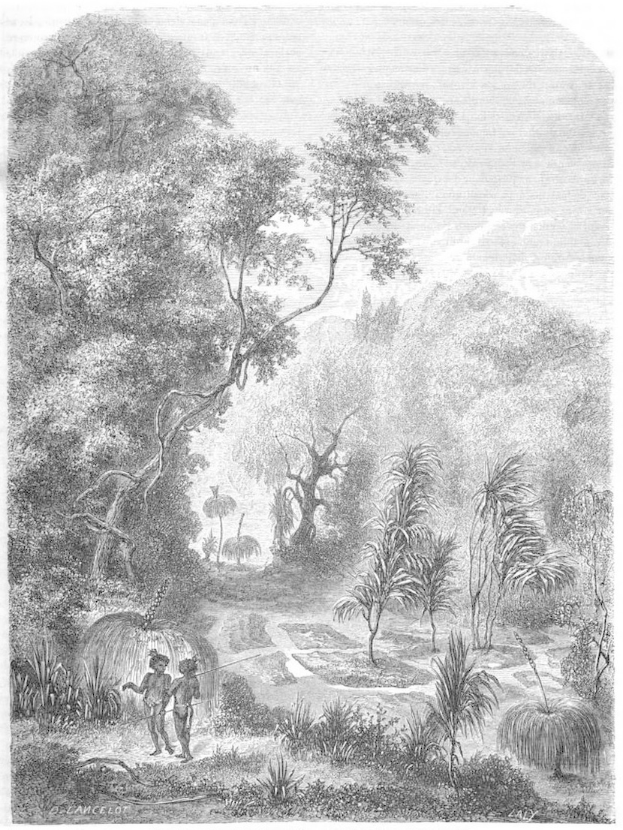 Eine Schwarz-Weiß-Gravur von einem Mann und einer Frau, die durch einen dichten Dschungel gehen, mit Bäumen, Pflanzen und einem Himmel im Hintergrund und einem Text unten, der "Der Dschungel des Amazonas" liest.